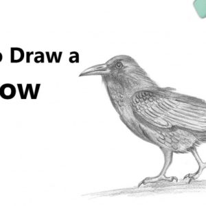 Crow Pencil Drawing
