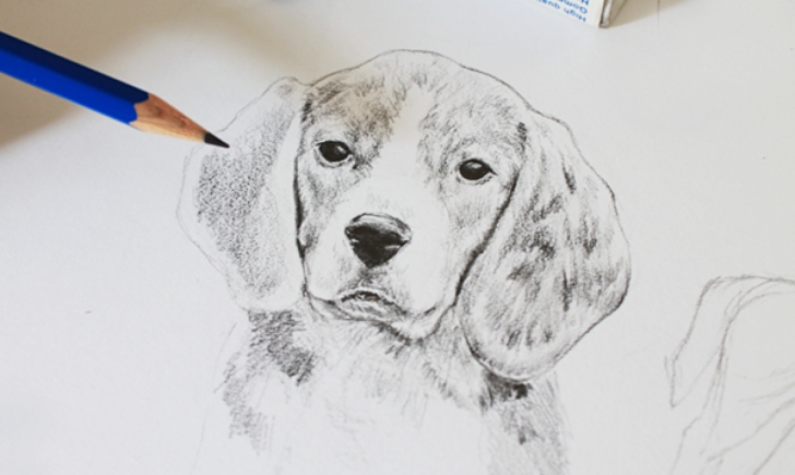 Outstanding Dog Drawings In Pencil Step By Step Courses How To Draw A Dog: A Step-By-Step Tutorial Images