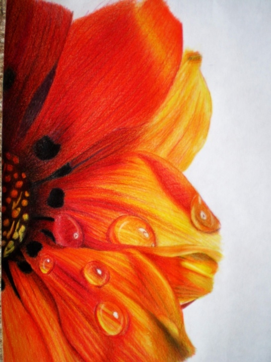 Outstanding Flower Colour Pencil Drawing Ideas 45 Beautiful Flower Drawings And Realistic Color Pencil Drawings Pic