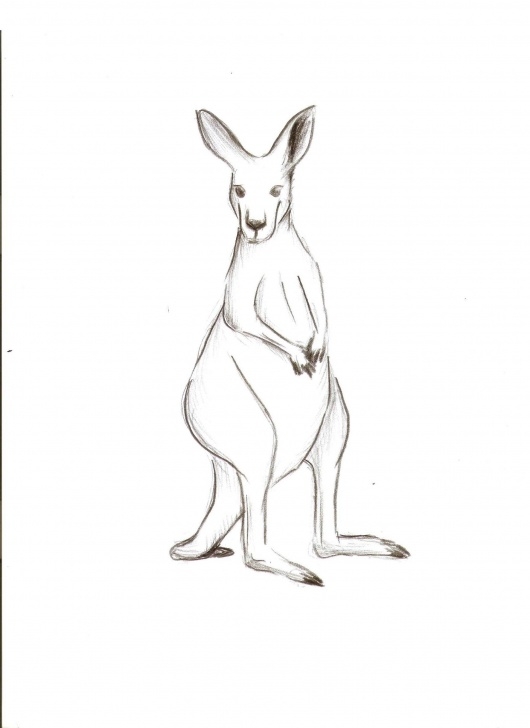 Outstanding Kangaroo Pencil Drawing Techniques for Beginners Kangaroo | Sketch_Kangaroo In 2019 | Pencil Art Drawings, Art Picture