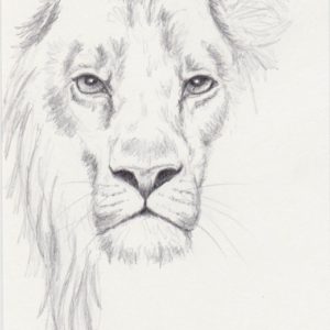 Lion Pencil Drawing