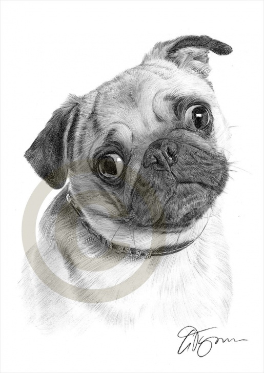 Outstanding Pug Pencil Drawing Tutorials Toy Dog Pug Pencil Drawing Print A4 Size By Garytymonartwork Photos