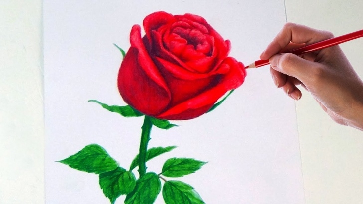 Outstanding Rose Color Pencil Drawing Techniques Drawing A Rose Flower With Simple Colored Pencils | Images