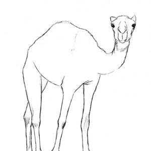 Camel Pencil Sketch