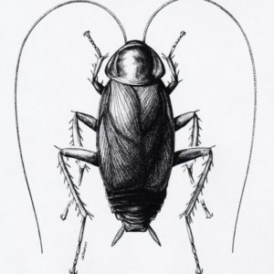 Cockroach Pencil Drawing