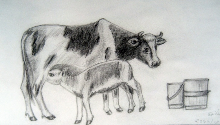 Popular Cow Pencil Drawing Simple Dairy Cow Sketch At Paintingvalley | Explore Collection Of Dairy Photos