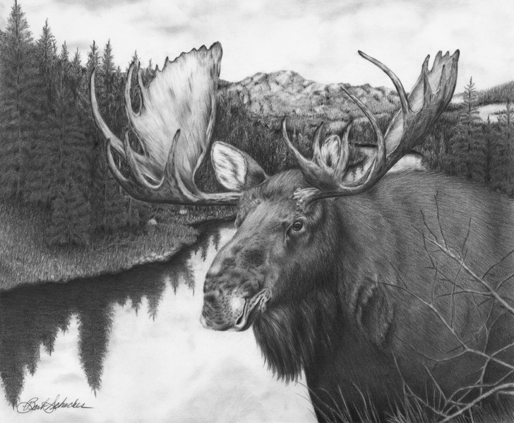 Popular Elk Pencil Drawings Tutorials “Melozi River Moose” Original Wildlife Pencil Drawing Picture