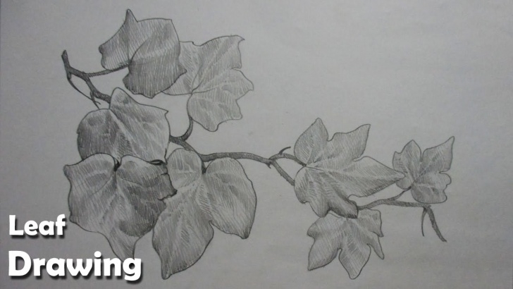 Popular Leaf Pencil Sketch Tutorial How To Draw Leaves In Pencil Strokes | Step By Step Pics