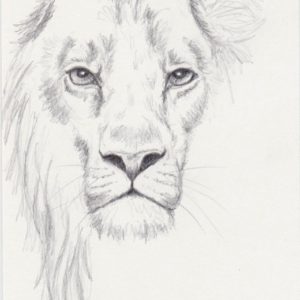 Lion Pencil Art