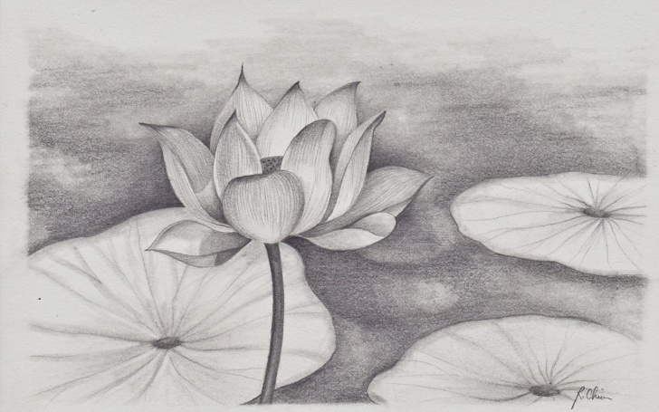Popular Lotus Flower Pencil Drawing Step by Step Lotus Flower Pencil Sketch At Paintingvalley | Explore Pic