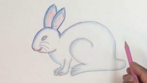 Popular Rabbit Pencil Drawing Step by Step How To Draw Rabbit Step By Step (Color Pencil) Images