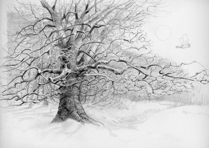 Popular Tree Pencil Drawing for Beginners Pencil Drawing Of A Tree Photo To <B>Pencil Sketch</b>, <B>Drawing Images