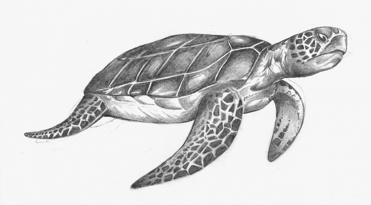 Popular Turtle Pencil Drawing Courses Pin By Elizabeth Mccoy On My Stuff In 2019 | Pencil Drawings, Turtle Pics