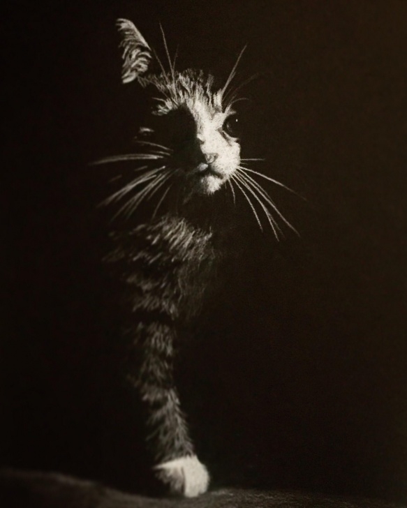 Popular White Colored Pencil On Black Paper Simple Cat On Black Paper With White Colored Pencil : Drawing Photo