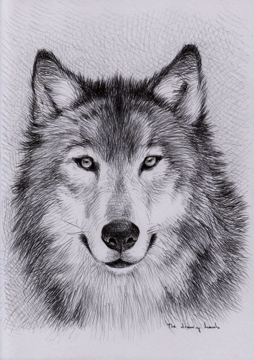 Popular Wolf Pencil Sketch for Beginners Pin By That Bass On Art In 2019 | Wolf Sketch, Wolf Painting, Wolf Picture