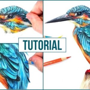 Bird Colored Pencil