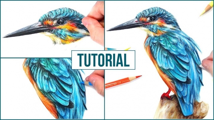 Remarkable Bird Colored Pencil Courses How To Draw A Realistic Bird Using Coloured Pencils | Step By Step Drawing Tutorial Pic