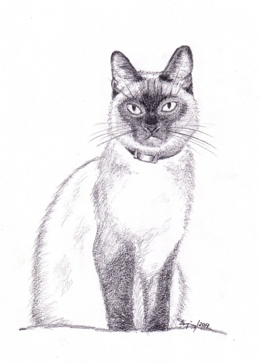 Remarkable Cat Pencil Drawing Courses File:siamese Cat, Pencil Drawing - Wikimedia Commons Image