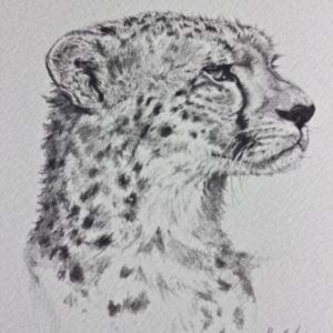 Cheetah Pencil Drawing