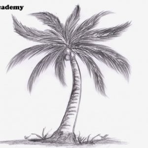 Coconut Tree Pencil Drawing