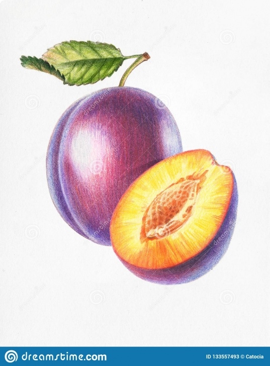 Remarkable Drawing Fruit With Colored Pencils Tutorial Plum And Half Plum_Color Pencil Drawing Stock Illustration Images