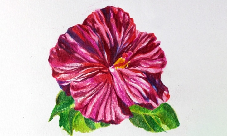 Remarkable Flower Colour Pencil Drawing Tutorial Drawing Flowers In Colored Pencil: A Simple Tutorial Photo
