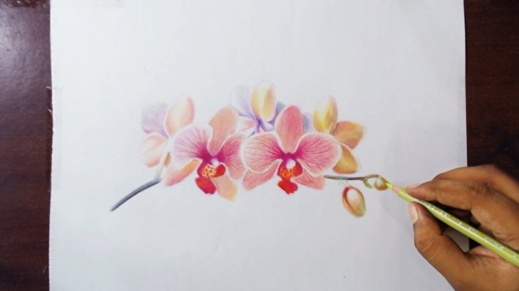 Remarkable Orchid Pencil Drawing Courses 45 Beautiful Flower Drawings And Realistic Color Pencil Drawings Image