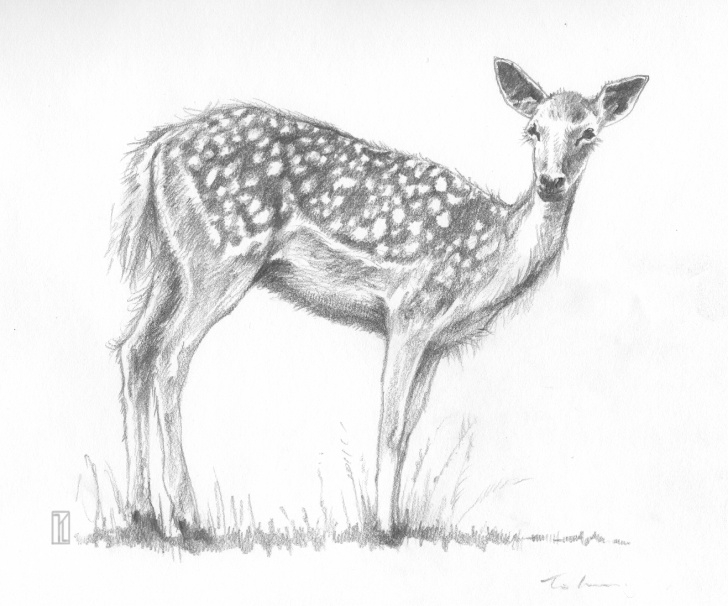 Remarkable Pencil Drawings Of Animals Tutorials Inside Days: Sketches Animals, Easy Animal Pencil Drawings For Photos