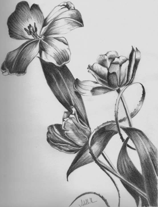 Remarkable Pencil Shading Flowers Ideas Image Detail For -Flower Pencil Sketch « Light And Shade | Art I Image