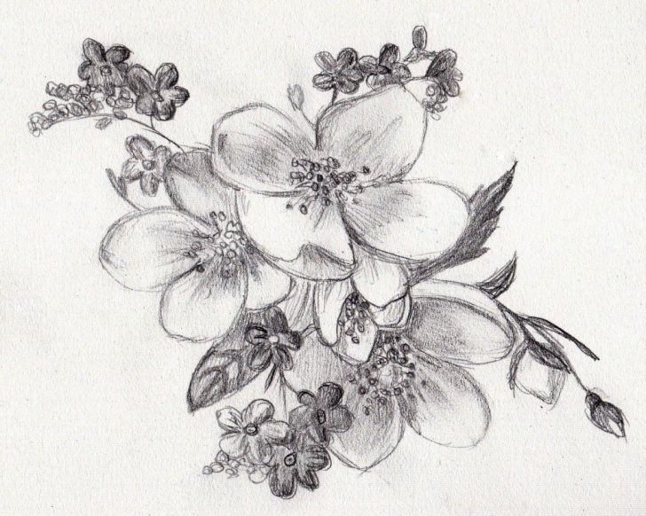 Remarkable Pencil Sketch Of Flowers Techniques Pencil Sketch Images Flowers At Paintingvalley | Explore Pic