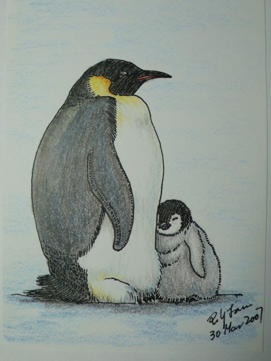 Remarkable Penguin Drawings In Pencil Easy Emperor Penguin Color Pencil Drawing | Poyee_Lam0321 | Flickr Photos