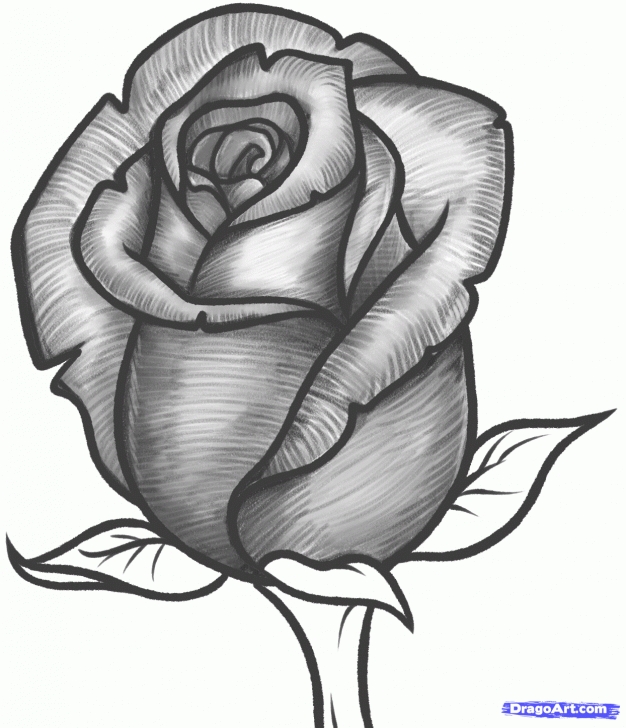 Remarkable Rose Pencil Drawing Lessons How To Draw A Rose Bud, Rose Bud Step 10 … | Things I Can't Afford Photo