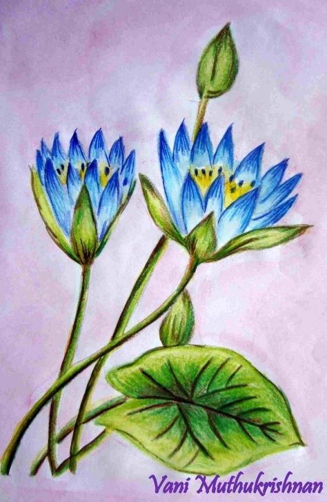 Remarkable Shading Flowers With Colored Pencil Free How Color Pencil Shading Flowers To Draw A Flower With | Drawing Pics