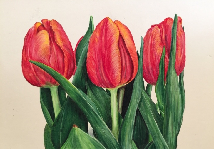 Remarkable Tulip Drawings In Pencil Step by Step Prismacolor Colored Pencil: Tulip Speed Drawing - Youtube | Drawings Pictures
