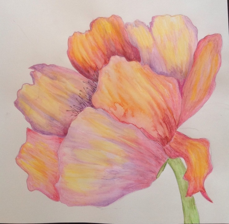 Remarkable Watercolor Pencil Flowers Techniques for Beginners Drawing Using Watercolor Pencil. | Margaret Ramberg Paintings And Image