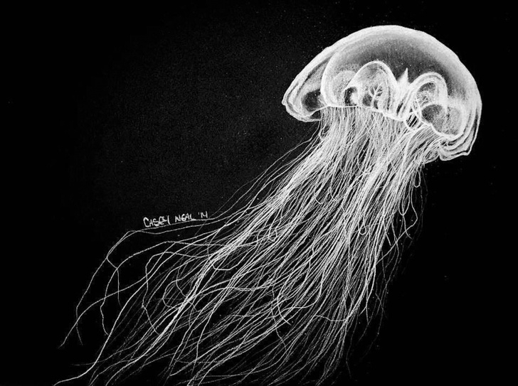 Remarkable White Charcoal Drawings Courses Jellyfish Charcoal Drawing By Caseynealartwork On Deviantart Pictures