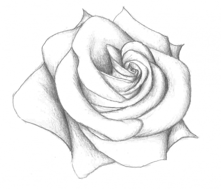 Stunning 3D Rose Pensil Sketch Step By Step Easy Pictures: 3D Rose Drawing Easy, - Easy Drawing Picture Images