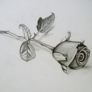 3D Rose Pensil Sketch Step By Step