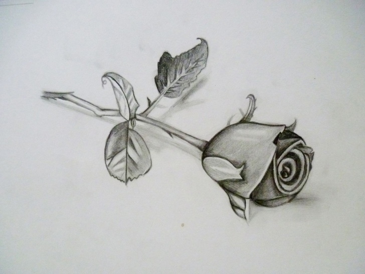 Stunning 3D Rose Pensil Sketch Step By Step Techniques for Beginners Rose Pencil Drawings Charcoal And Drawing Pictures | Art | Pencil Picture