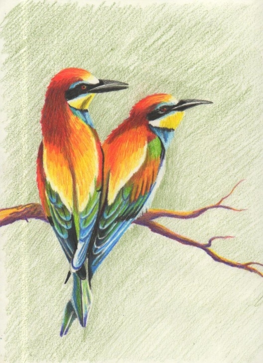 Stunning Bird Colored Pencil for Beginners Colorful Birds, Colored Pencil Drawing Image