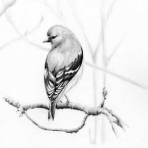 Bird Drawing Pencil