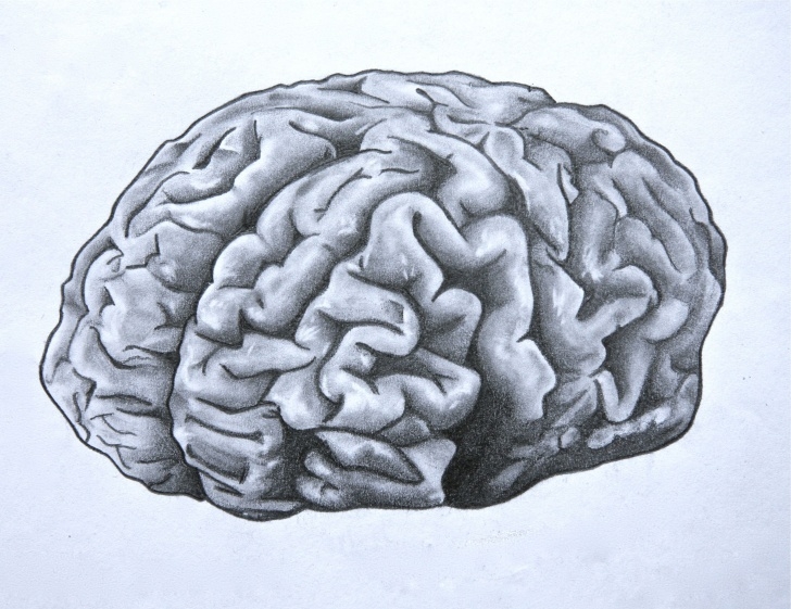 Stunning Brain Pencil Drawing Techniques for Beginners Brain. Anatomical Drawing In Pencil. | Anatomy. | Brain, Neurology Image