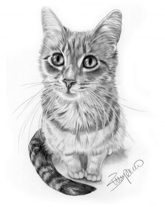 Stunning Cat Pencil Drawing Easy Cat Pencil Drawing By Wendy Zumpano Www.pencilportraitcards Images