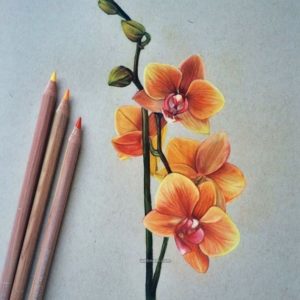 Colour Pencil Sketches Flowers