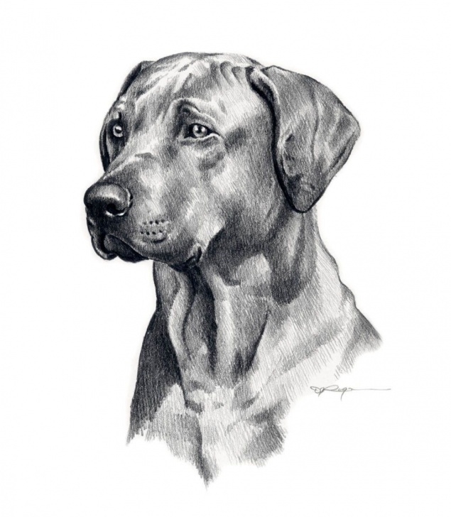 Stunning Dog Pencil Art Tutorials Dog Drawing | Dog/cat/etc | Dog Pencil Drawing, Realistic Pencil Photos