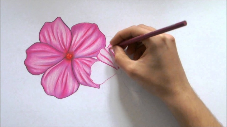 Stunning Flower Colour Pencil Drawing Courses How To Draw A Flower-Color Pencil Drawing Picture