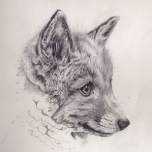 Fox Pencil Drawing