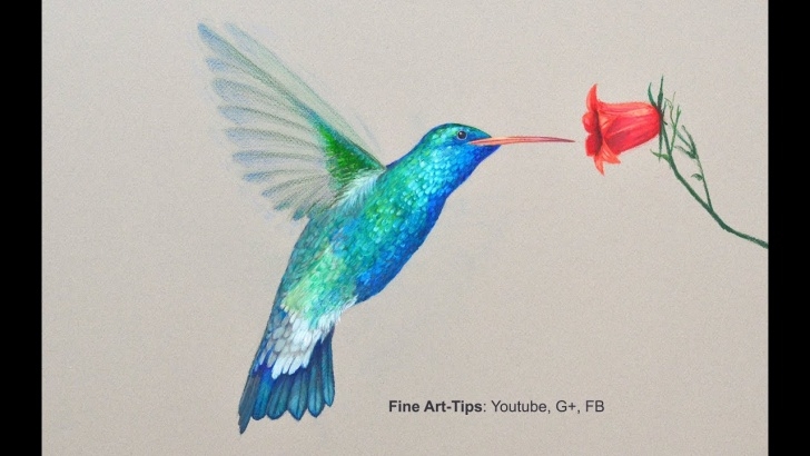 Stunning Hummingbird Drawings In Pencil Ideas How To Draw A Hummingbird - Drawing With Color Pencils Image