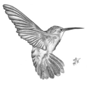 Stunning Hummingbird Drawings In Pencil Techniques Hummingbird Pencil Drawing | Hummingbird Pencil By ~Asmallglimmer On Photos