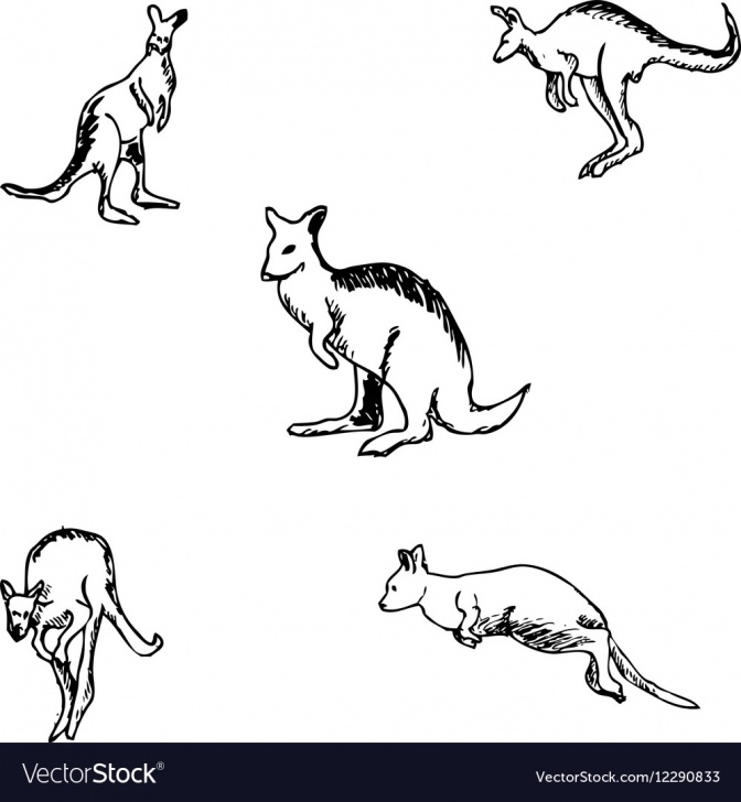 Stunning Kangaroo Pencil Drawing Techniques Kangaroo A Sketch By Hand Pencil Drawing Image